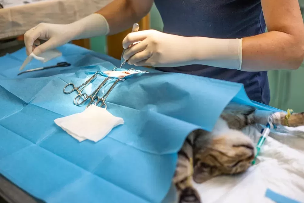 Os benefícios para a saúde de castrar um gato - Hospital Veterinário de Cuidados Avançados