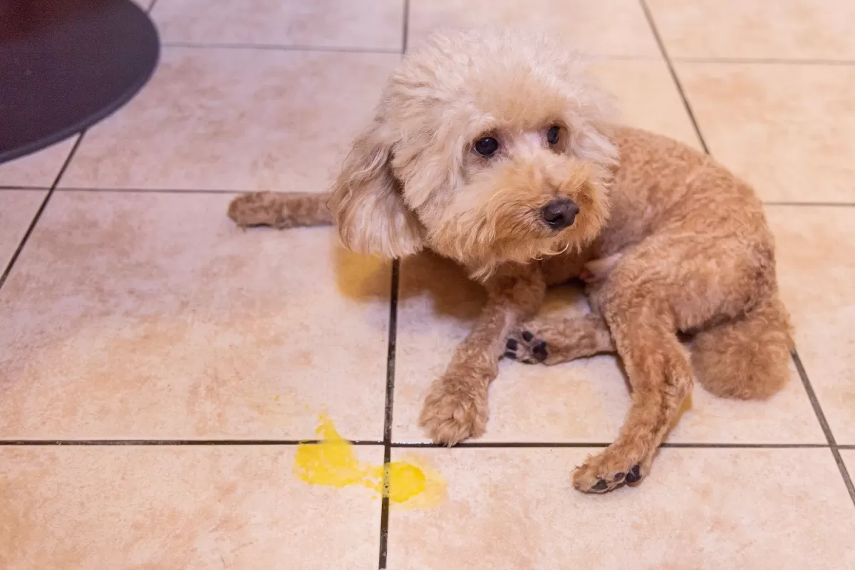 My puppy shops threw up yellow liquid