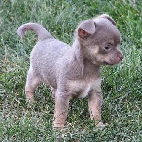 Lavender Chihuahua