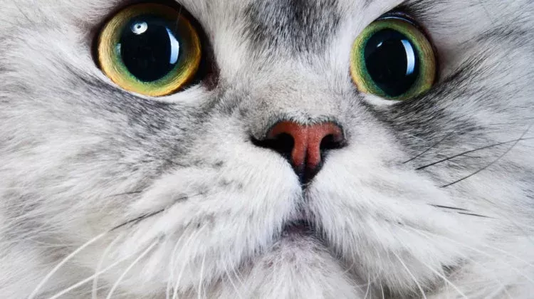 Why Do Cats Eyes Dilate