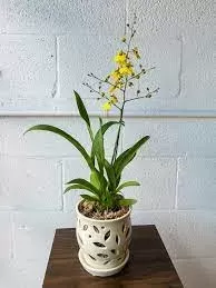 Oncidium Orkideleri (Dans Eden Kadın Orkideleri)