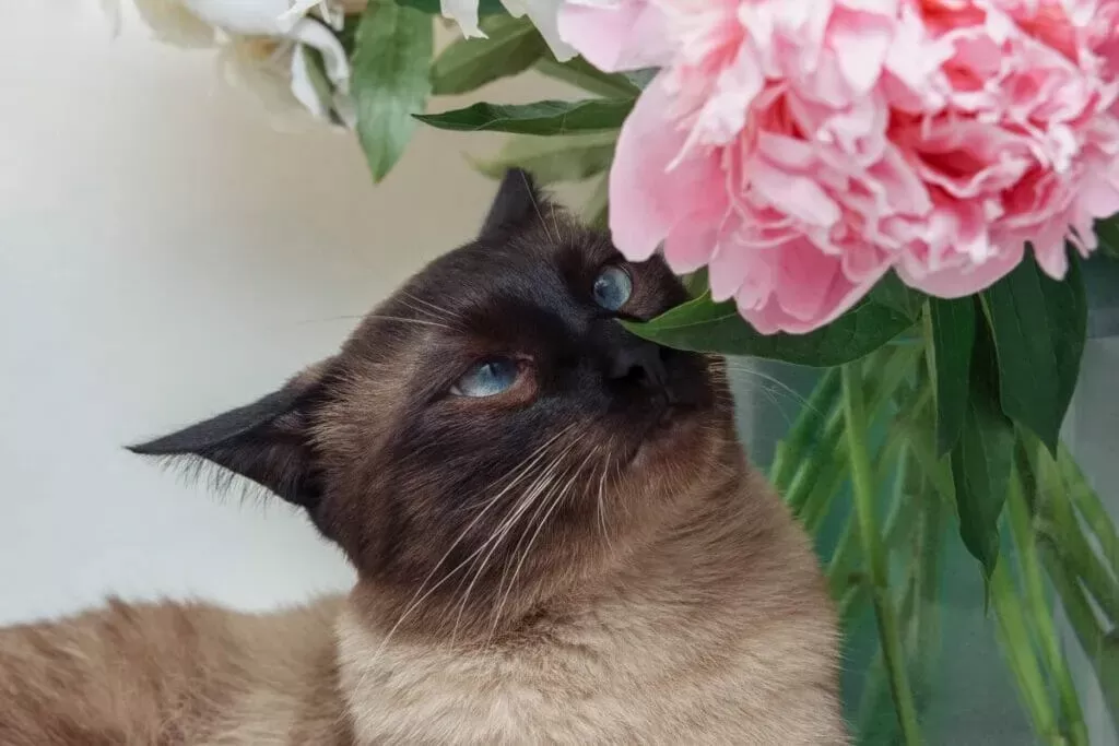 Are Peonies Poisonous to Cats