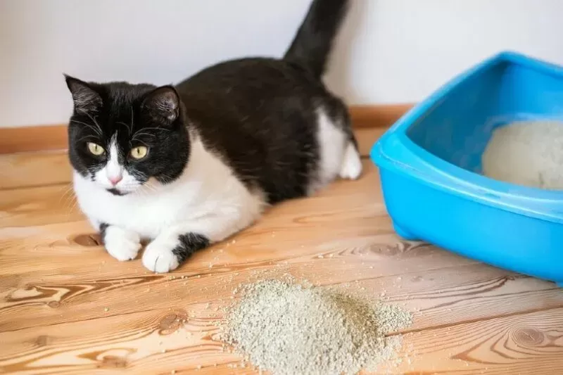 How to make cats poop outside best sale