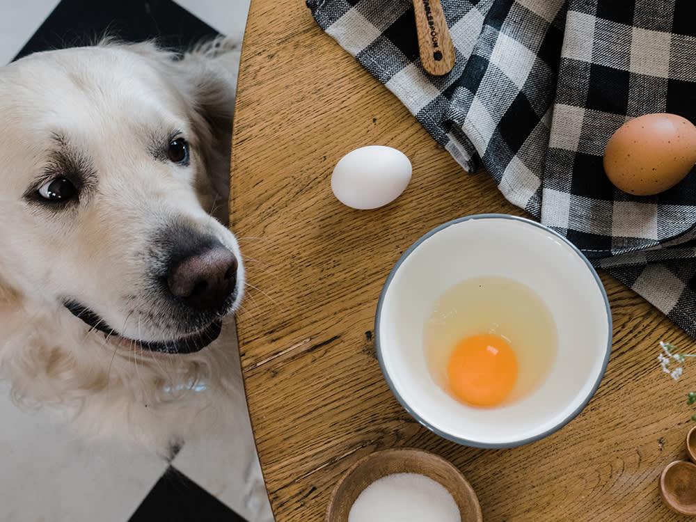 Biotin Köpekleri