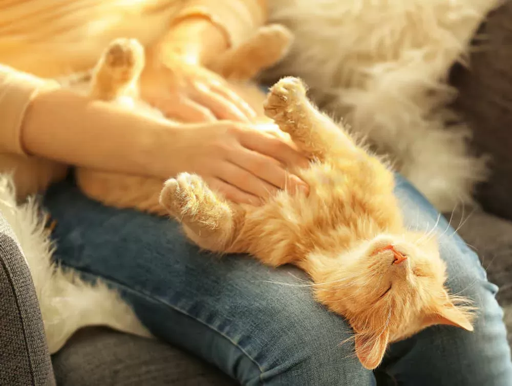 Why Does My Cat Love Belly Rubs? A Cat Expert Explains - Cat-World