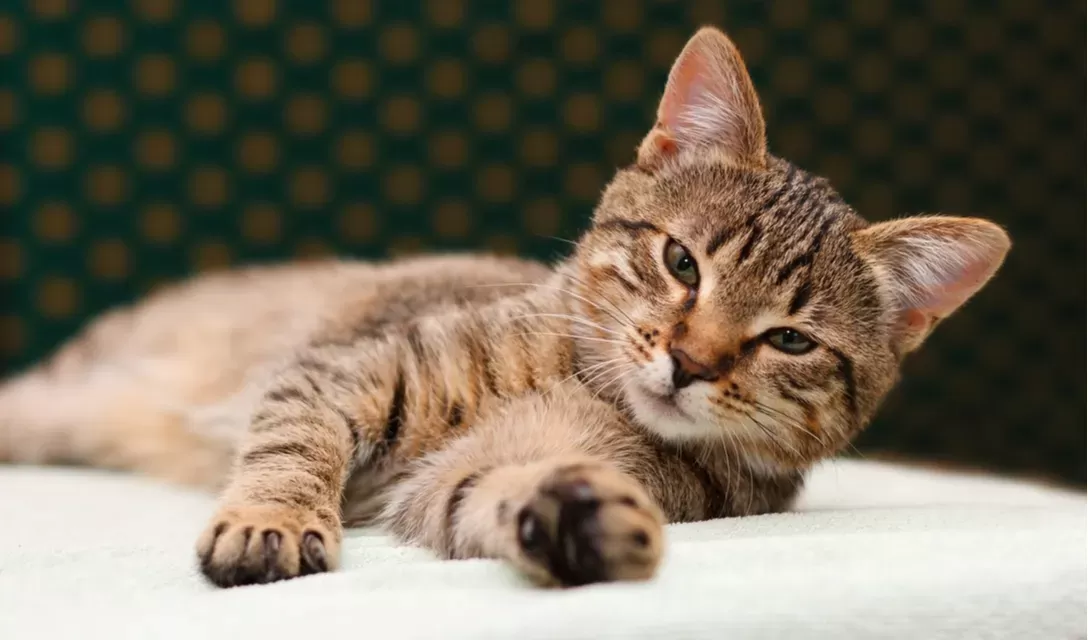 Understanding Seizures in Cats Causes Symptoms and Treatment