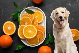 Can Dogs Eat Oranges