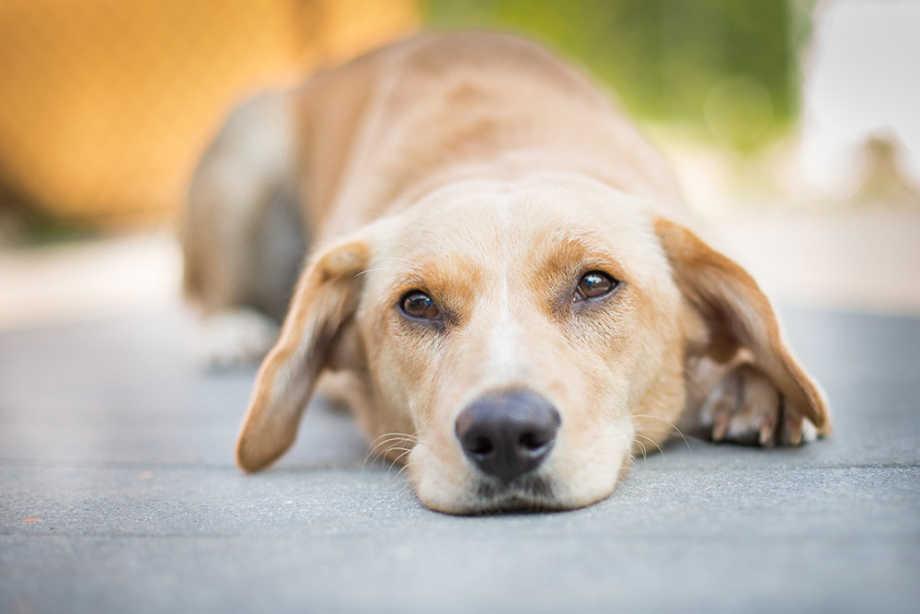 Köpeklerde Coccidia  