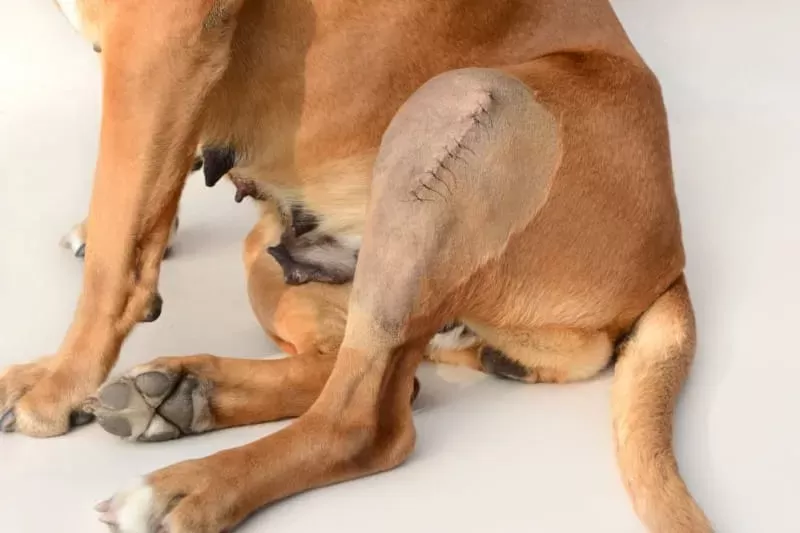 Pain Management for Dogs After Surgery