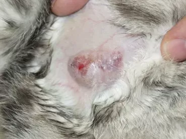 Valley Fever rash in Cats