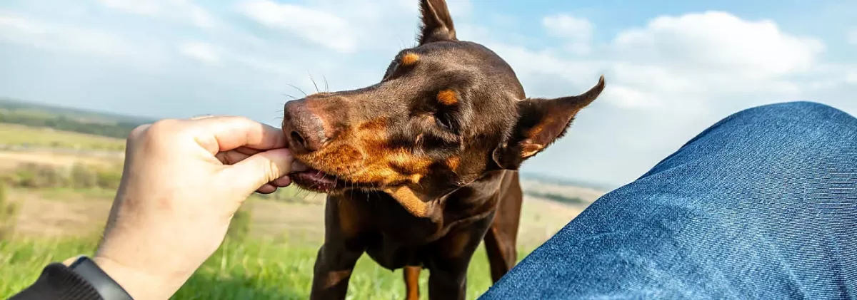 Can Dogs Eat Raw Almonds