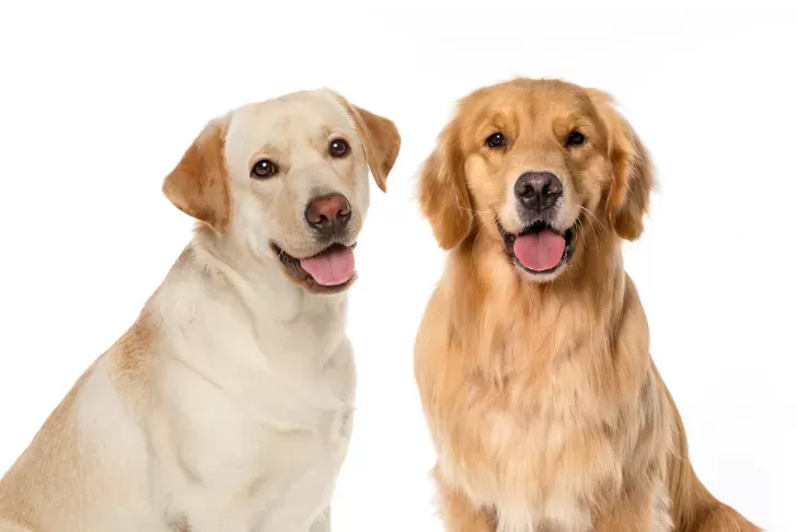 Golden Retriever vs. Labrador Retriever: Similarities & Differences