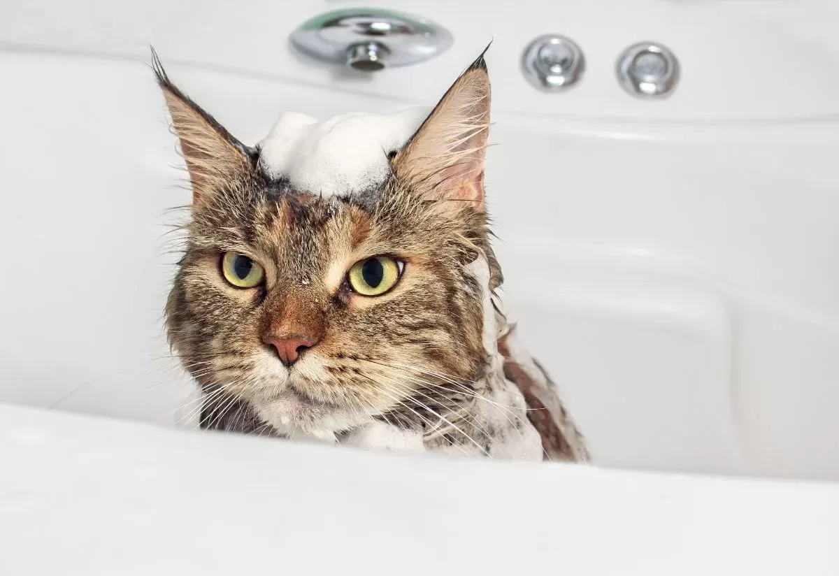 How to Give a Maine Coon a Bath