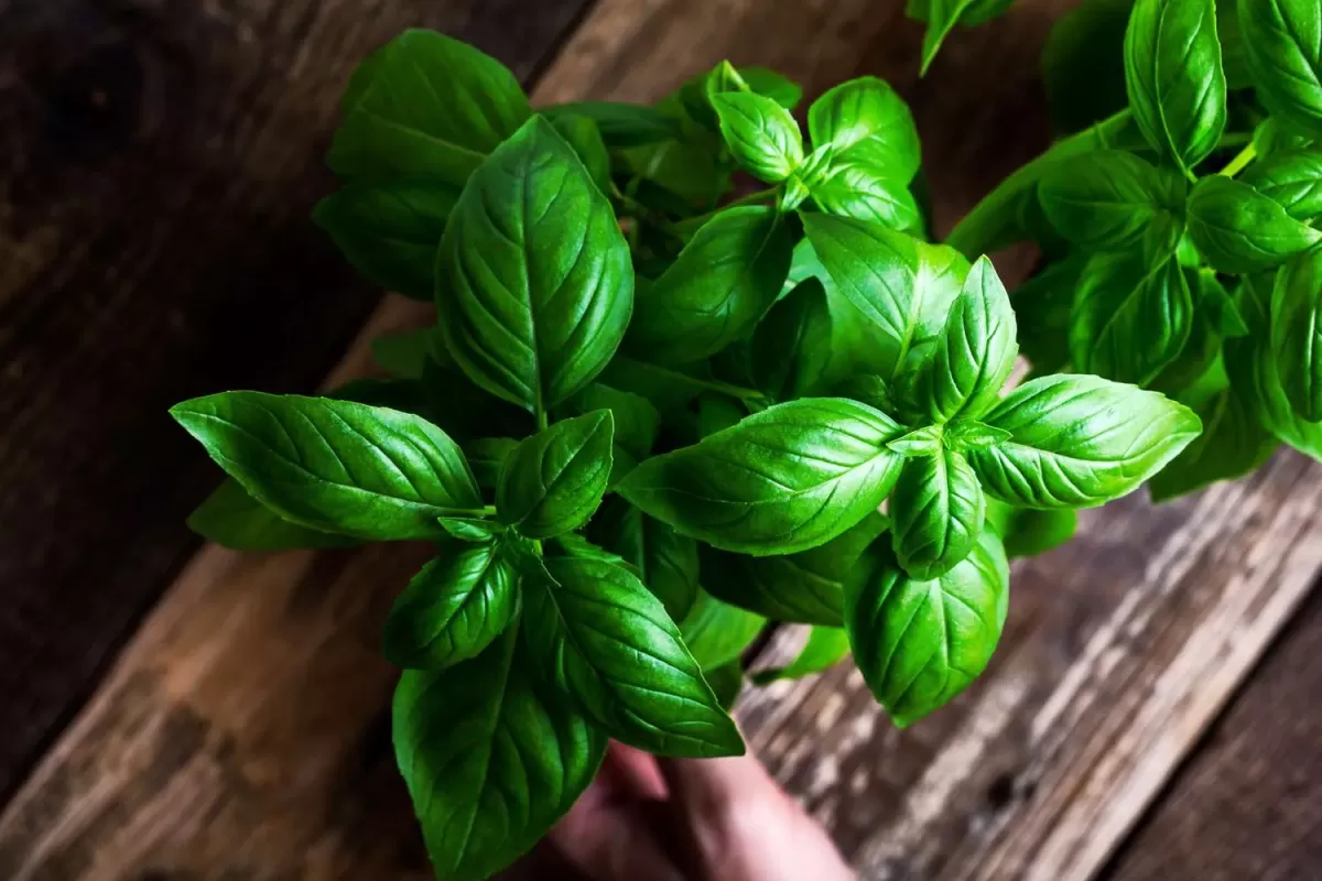 How to Plant, Grow, and Care for Basil Plants