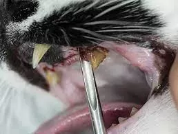 Cat Teeth: Feline Dental Health