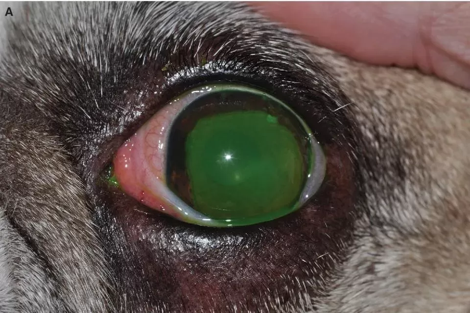 Canine Cornea and Sclera