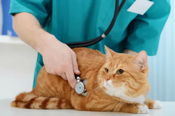 Cat Health Checks - Routine Health Checks - My Family Vets