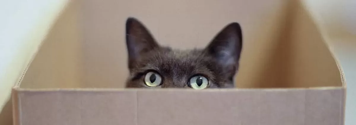 Why Do Cats Love Boxes