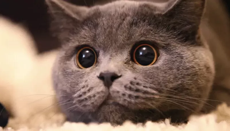 Why Do Cats Eyes Dilate