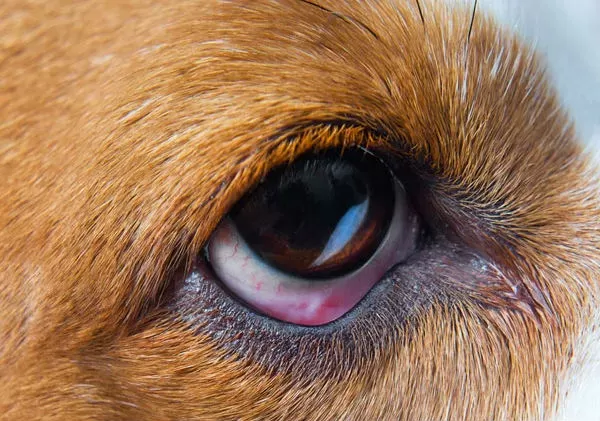 Conjunctivitis in Dogs Causes Symptoms Treatment