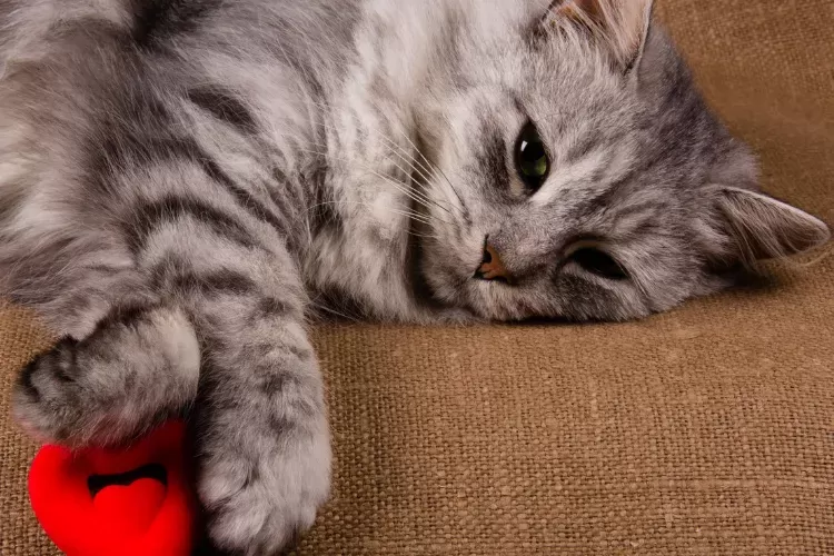 Congestive Heart Failure in Cats