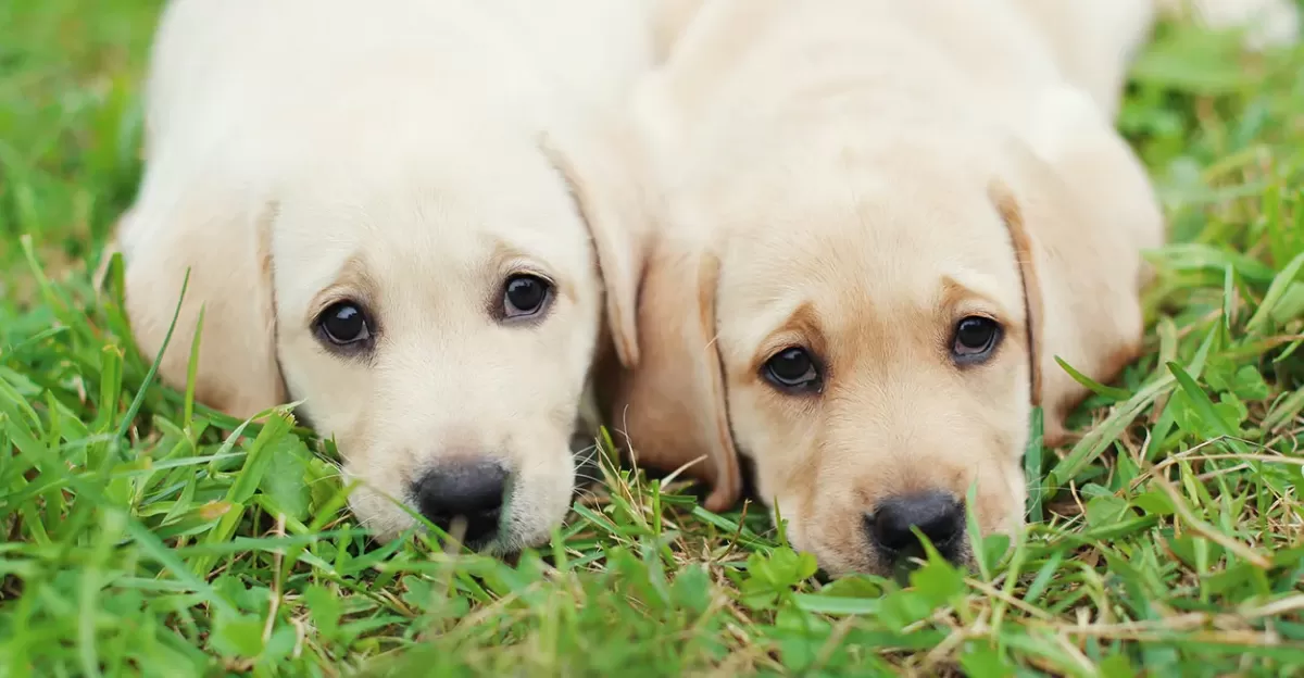 Understanding and Managing Coccidia in Dogs