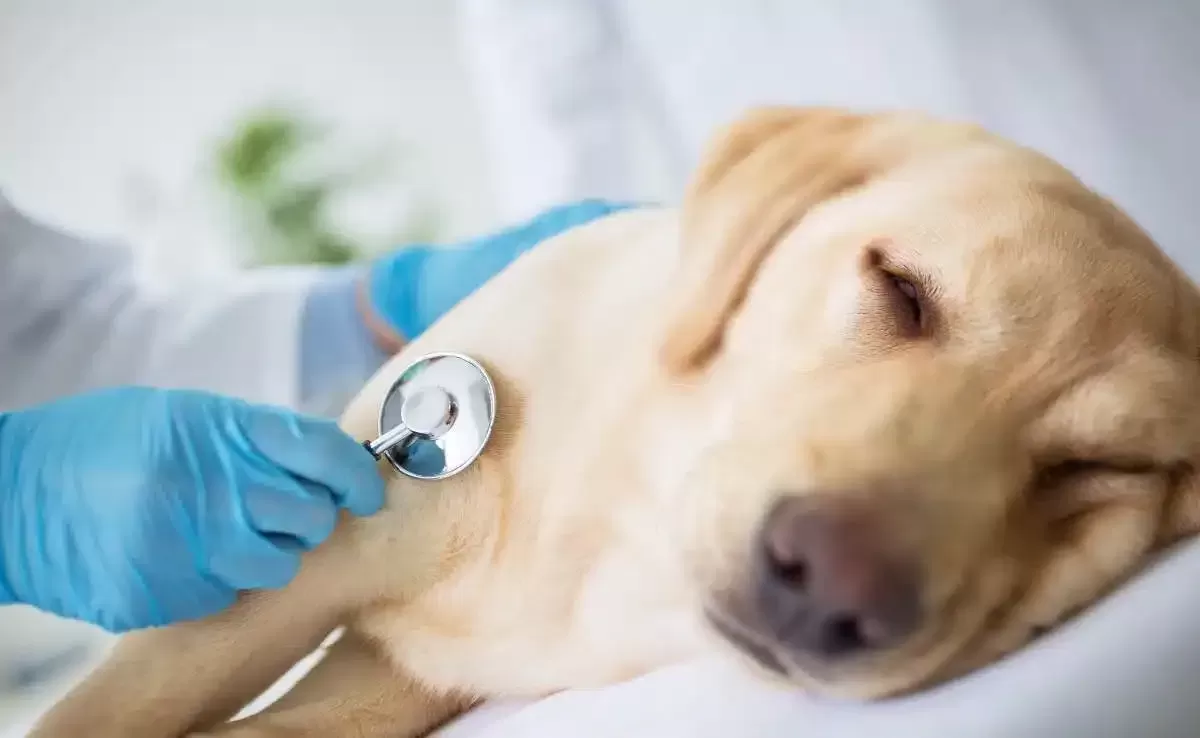 Pancreatitis In Dogs: Symptoms, Causes & More - Canine Journal