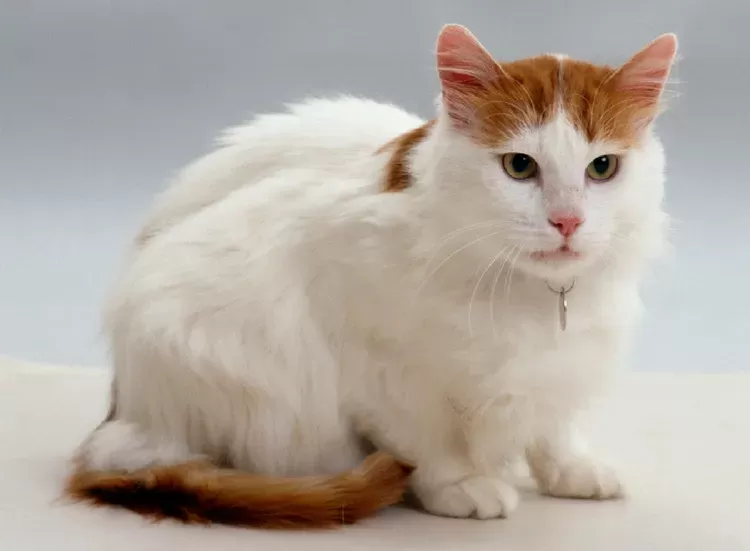 Turkish Van Cat 