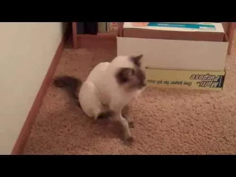 Cat Scooting