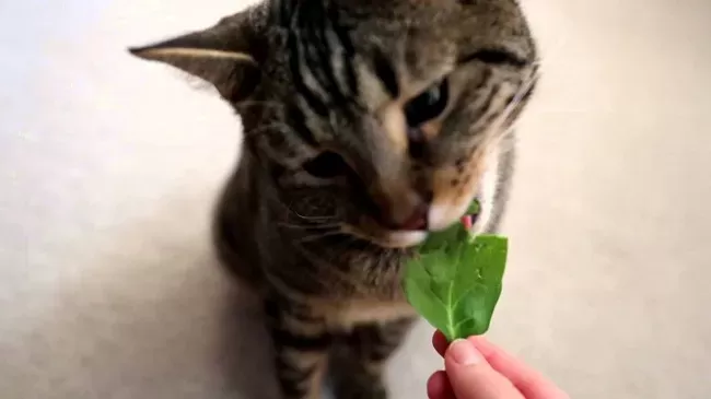 Is spinach toxic to cats hotsell