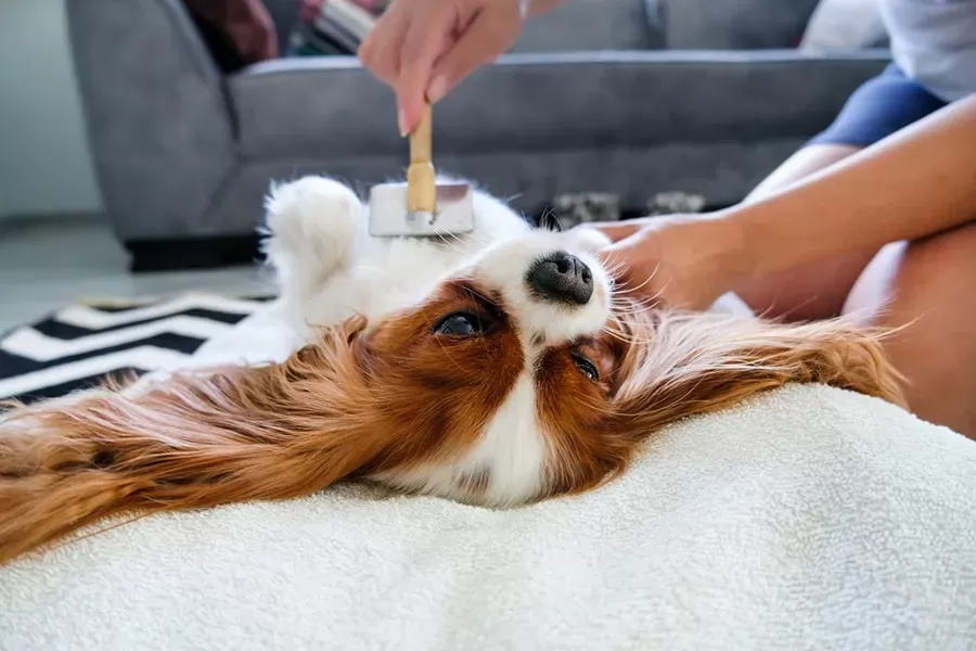 Regular brushing