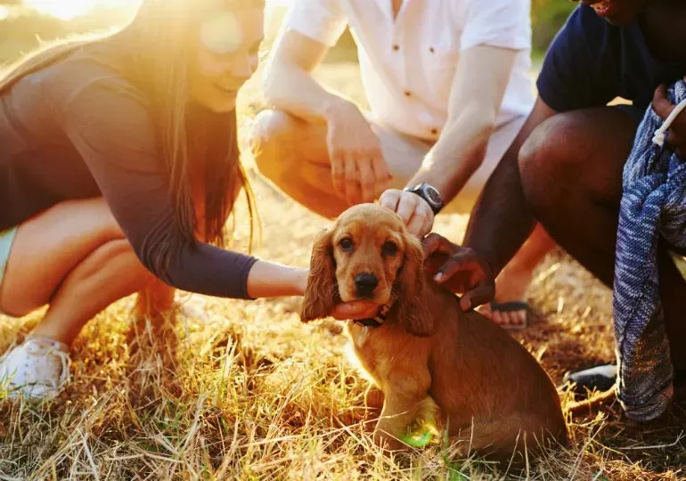 Puppy Socialization: How to Socialize a Puppy