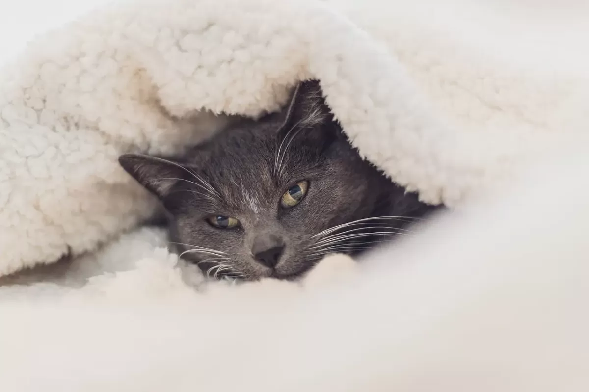 Do Cats Get Cold?