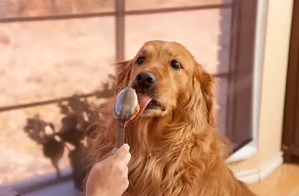 Can Dogs Eat Almond Butter? | Kabo