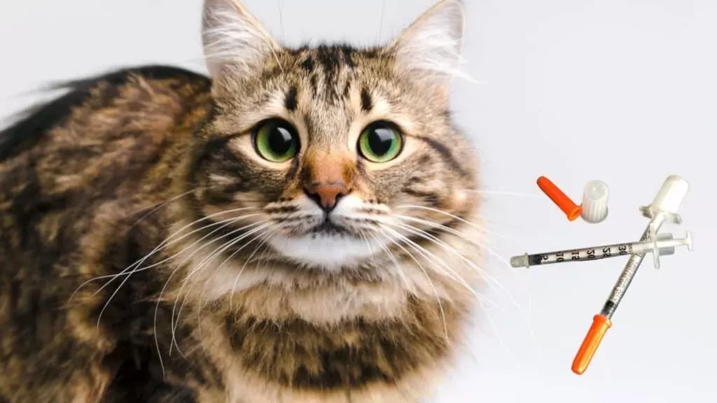 Diabetes in Cats