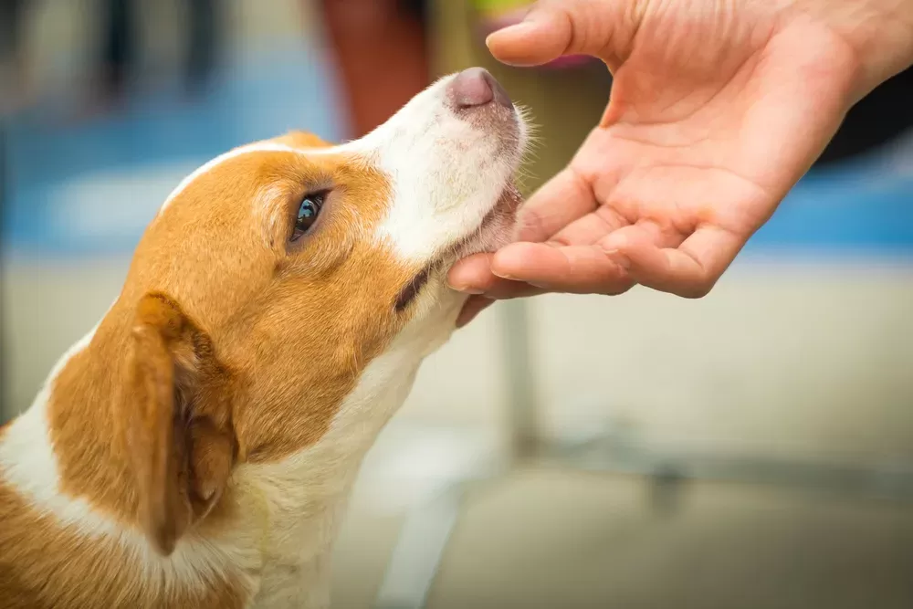 Catnip for Dogs