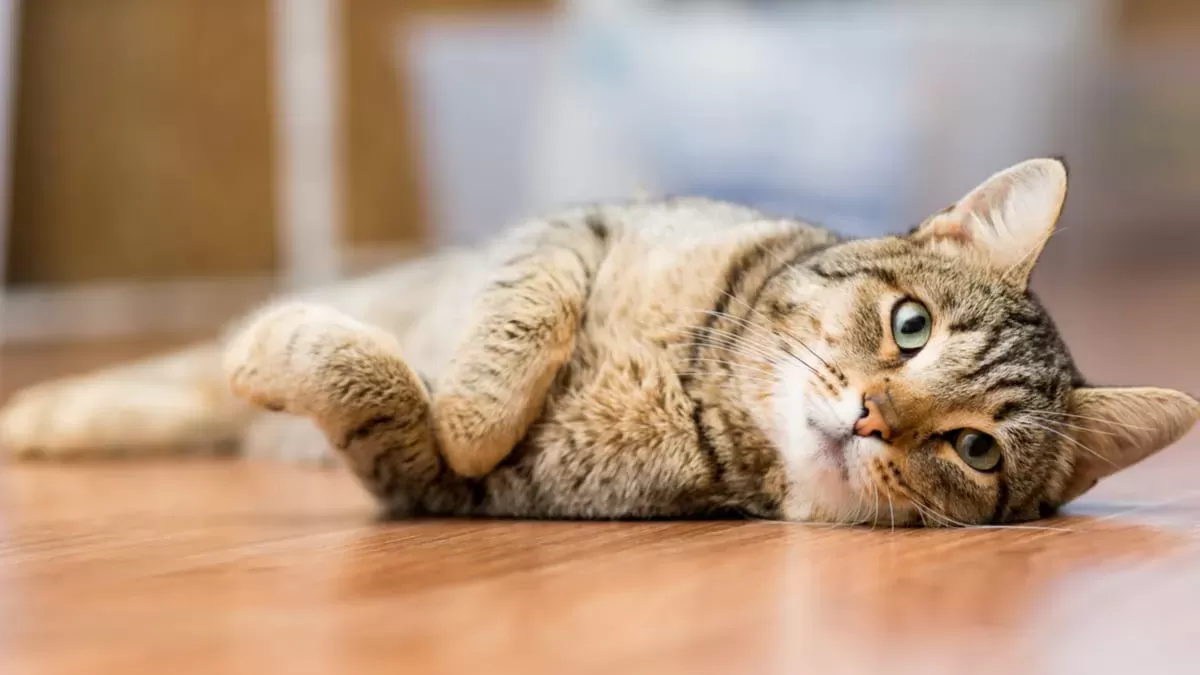 Constipation in Cats