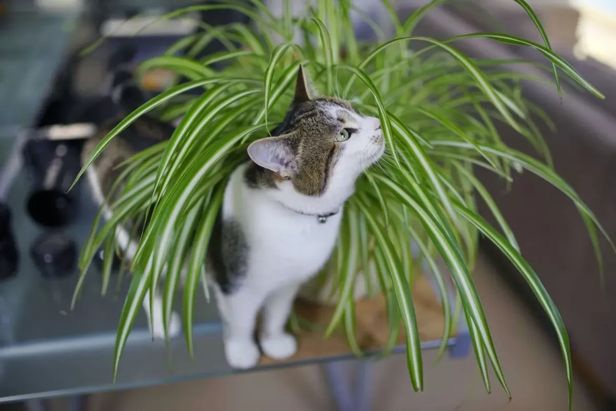 Are Spider Plants Toxic to Cats?