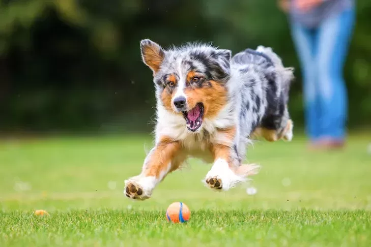 How Much Exercise Does a Dog Need Every Day?