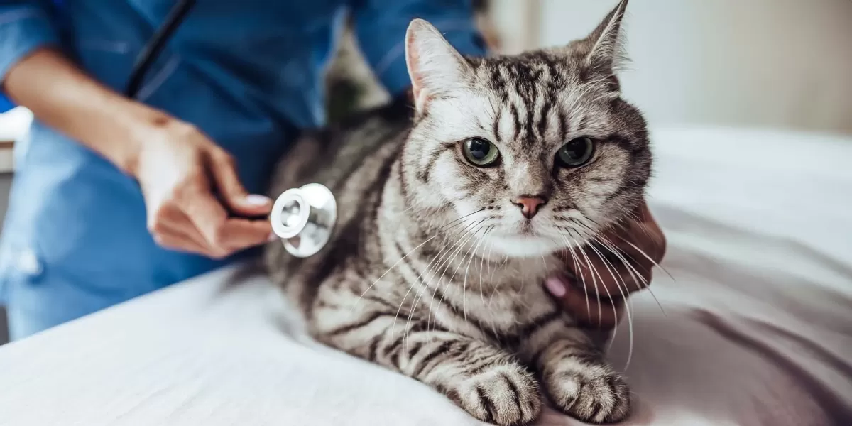 Quanto tempo as gatas estão grávidas