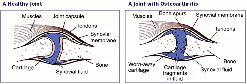 Dog Joint Pain