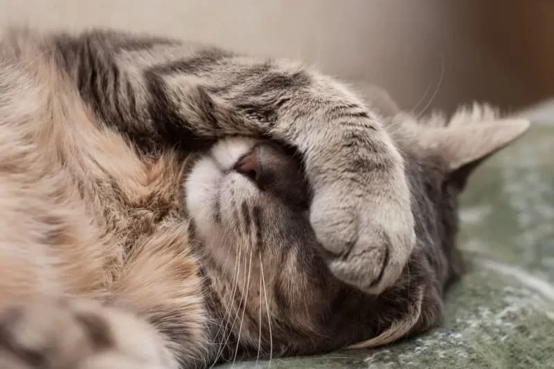 MII chez le chat : causes, symptômes et traitement