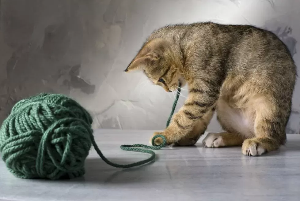 Why Do Cats LOVE String So Much? 6 Reasons for This Behavior | Hepper