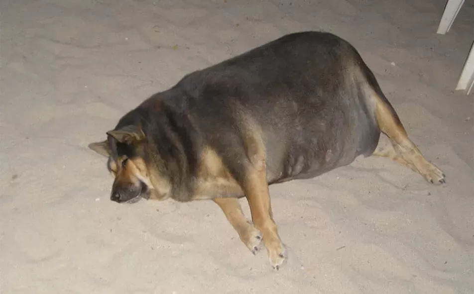 Does My Dog Look Fat To You