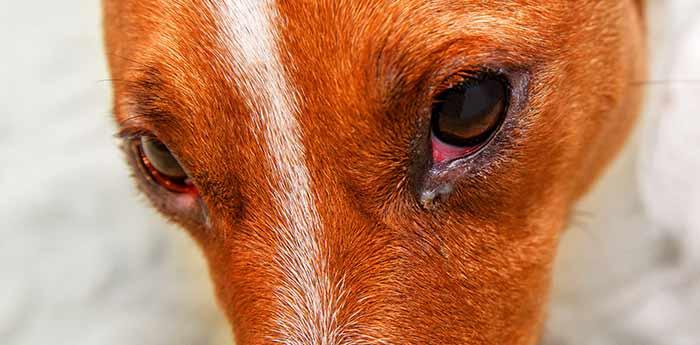 Canine Conjunctivitis