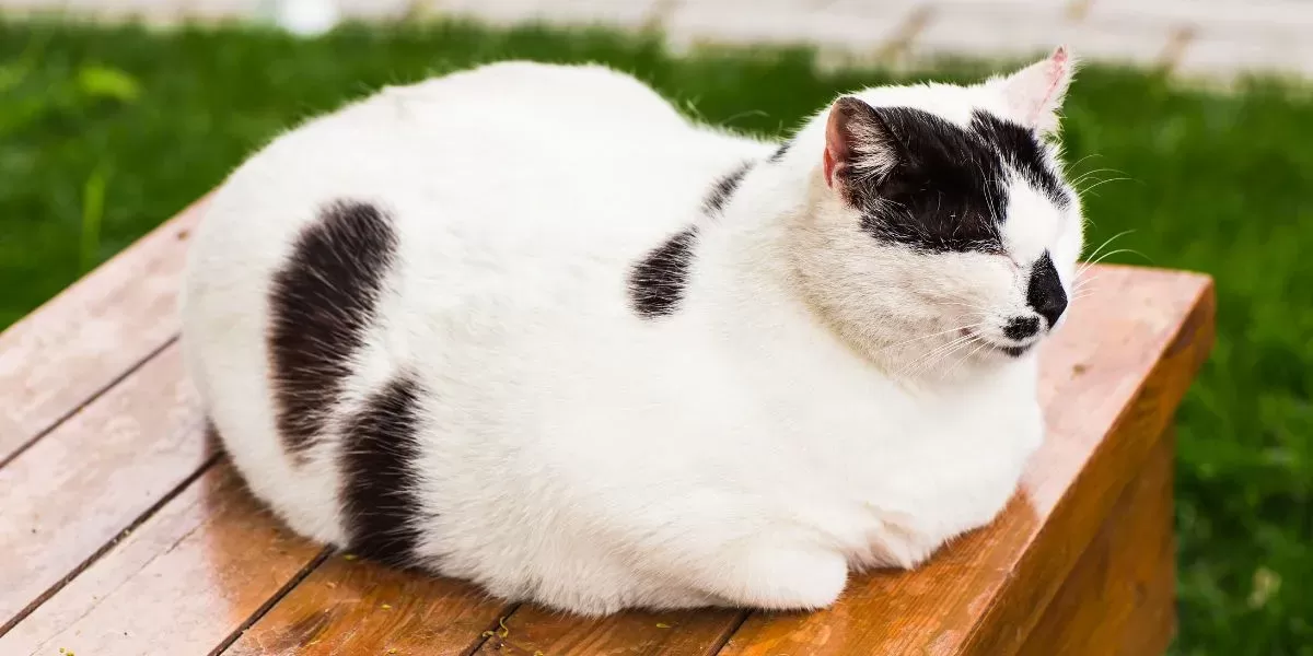 Why Do Cats Loaf?