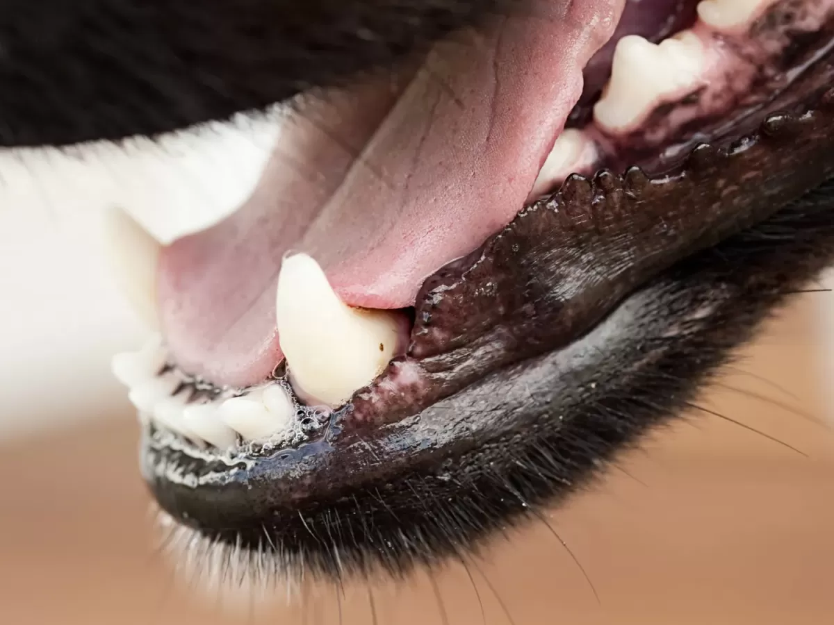 La lengua de los perros es blanca