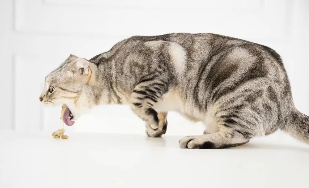 Understanding Cat Throwing Up and Diarrhea: Causes, Treatment, and Prevention