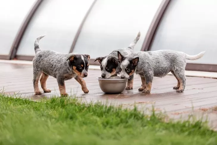 Goat Milk for Dogs