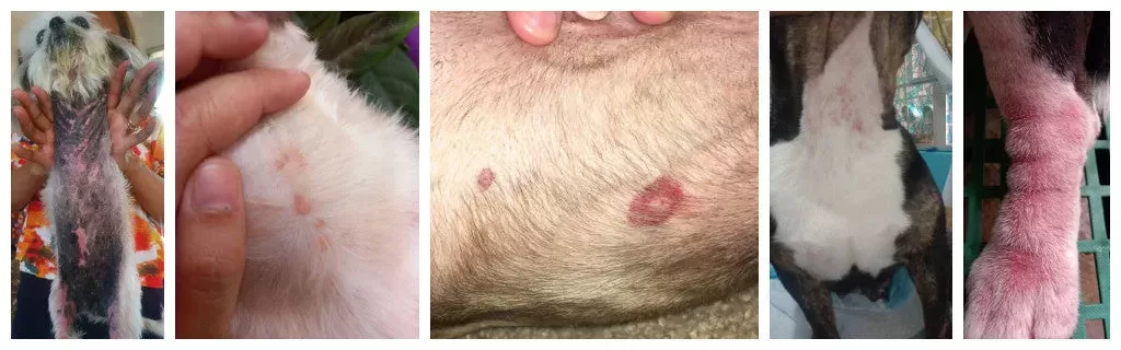 Dogs Redness, itching, red spots